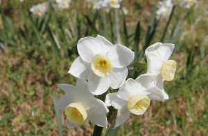 1024px-Jonquil_flowers_at_f32