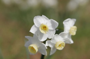1024px-Jonquil_flowers_at_f5