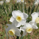 1024px-Jonquil_flowers_at_f32