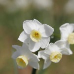 1024px-Jonquil_flowers_at_f5